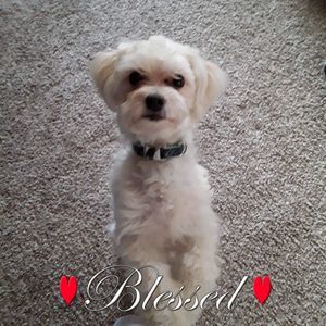 Meet your Posher, Christy